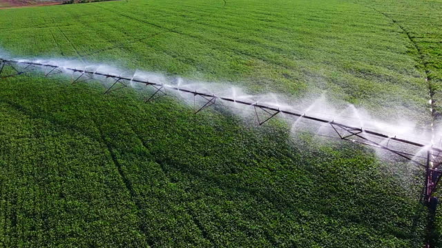Industrial sprinkler watering crops inn field.